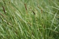 Carex distans
