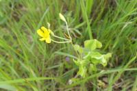 Oxalis dillenii