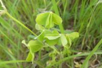 Oxalis dillenii