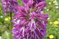 Orchis x angusticruris