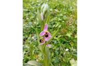 Ophrys apifera