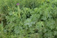 Silybum marianum