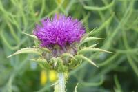 Silybum marianum
