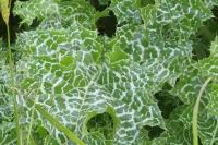Silybum marianum