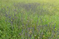 Salvia verbenaca