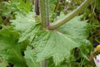 Salvia verbenaca