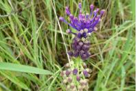 Muscari comosum