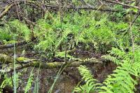 Thelypteris palustris