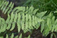 Thelypteris palustris