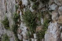 Asplenium trichomanes