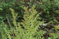 Osmunda regalis