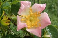 Rosa canina