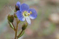 Veronica acinifolia