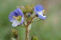 Veronica acinifolia