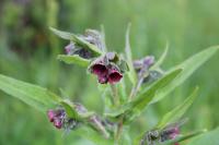 Cynoglossum officinale