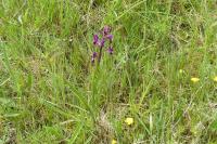Anacamptis laxiflora