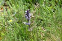 Ajuga reptans