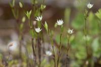 Sabulina tenuifolia