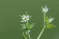 Moehringia trinervia