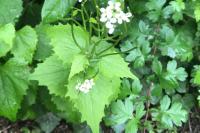Alliaria petiolata