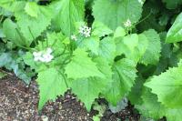 Alliaria petiolata
