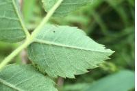 Rosa canina