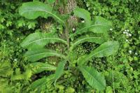 Lactuca virosa