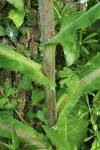 Lactuca virosa