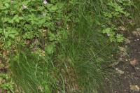 Festuca heterophylla