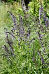 Salvia pratensis