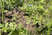 Oreoselinum nigrum