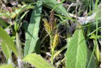 Carex liparocarpos