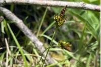 Carex liparocarpos