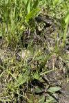 Carex liparocarpos