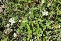 Potentilla montana