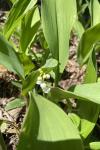 Convallaria majalis