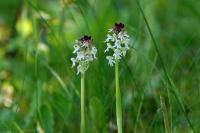 Neotinea ustulata