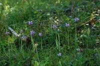 Orchis simia