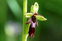 Ophrys insectifera