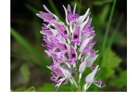 Orchis x beyrichii
