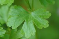 Geranium lucidum