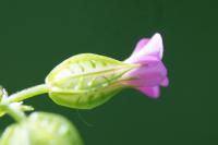 Geranium lucidum