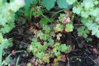 Geranium lucidum