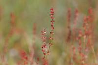 Rumex acetosella