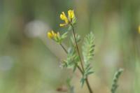 Ornithopus compressus