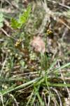 Carex liparocarpos