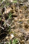 Carex liparocarpos