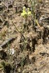 Linaria supina