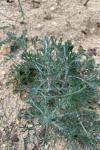 Artemisia campestris