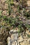 Fumana procumbens